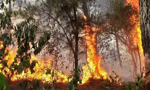 Nghệ An cảnh báo nguy cơ cháy rừng ở mức cực kỳ nguy hiểm