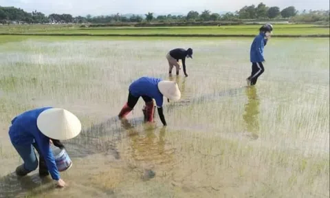 Nghệ An: Huyện Đô Lương thu lợi "kép" từ trào lưu bắt ốc bươu vàng