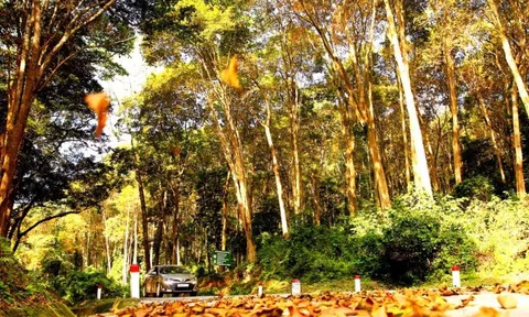 Nghệ An: Tạo "đòn bẩy" phát triển kinh tế lâm nghiệp