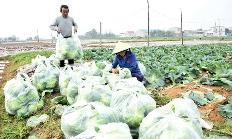 Nghệ An đặt mục tiêu cao nhất cho kế hoạch sản xuất vụ đông 2022