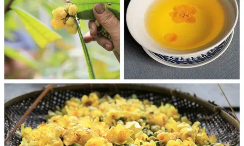 Huyện Quế Phong-Nghệ An: Hiệu quả "kép" từ mô hình trồng các loại cây dược liệu, đặc sản gắn với bảo vệ rừng