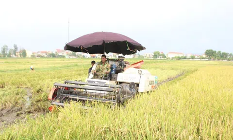 Quỳnh Lưu - Nghệ An: Thu hoạch sớm lúa Hè thu để phòng tránh lụt, bão