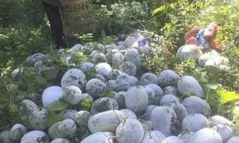 Nghệ An: Bí xanh Kỳ Sơn được mùa nhưng mất giá, "bí" đầu ra