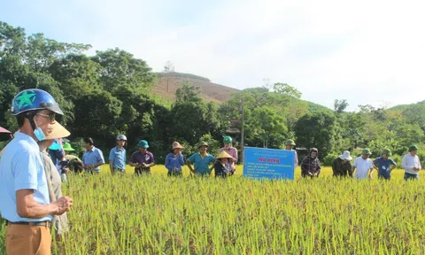 Phục hồi giống lúa nếp cẩm truyền thống miền Tây xứ Nghệ