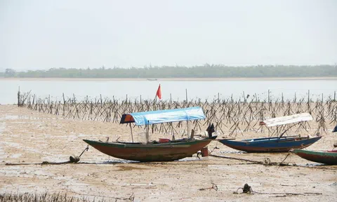 Tìm giải pháp tháo gỡ vướng mắc cho Dự án hiện đại hóa ngành Lâm nghiệp ở Nghệ An