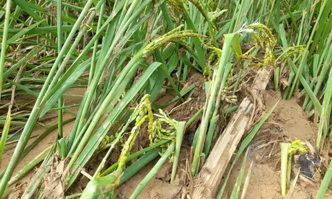 Nghệ An thiệt hại nặng nề do mưa lũ