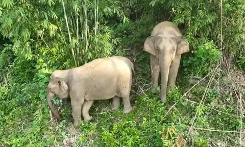 Nghệ An: Voi rừng bất ngờ xuất hiện trong nương rẫy phá hoại hoa màu