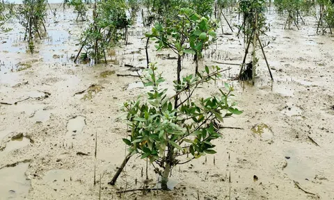 Nghệ An: Nhiều diện tích rừng bần bị giáp xác gây hại