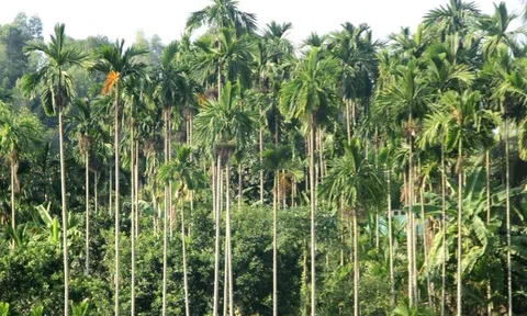 Nghệ An: Cau rớt giá, người trồng cau thất thu khoản tiền lớn