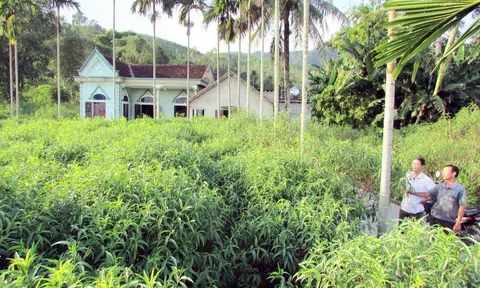 Yên Thành (Nghệ An) tổ chức Lễ công bố Làng nghề trồng cây đào phai xã Kim Thành