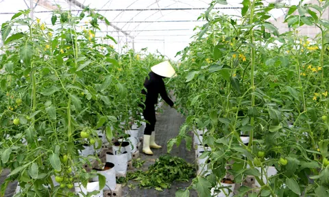 Nghệ An: Đẩy mạnh ứng dụng công nghệ cao vào sản xuất nông nghiệp