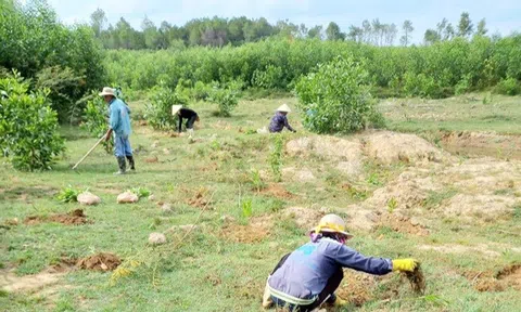 Nghệ An: Hơn 10ha đất rừng trồng được chuyển đổi để làm Dự án khai thác mỏ đất san lấp