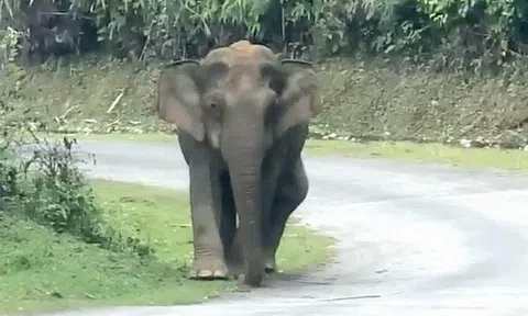 Quỳ Châu - Nghệ An: Voi rừng tiếp tục xuất hiện tại xã Châu Phong