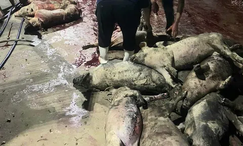 Yên Thành-Nghệ An: "Bà hỏa" ghé thăm, hơn 1.000 con lợn chết cháy