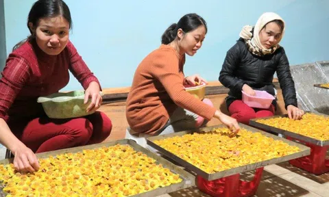 Tạo lập, quản lý và phát triển chỉ dẫn địa lý trà hoa vàng miền Tây Nghệ An