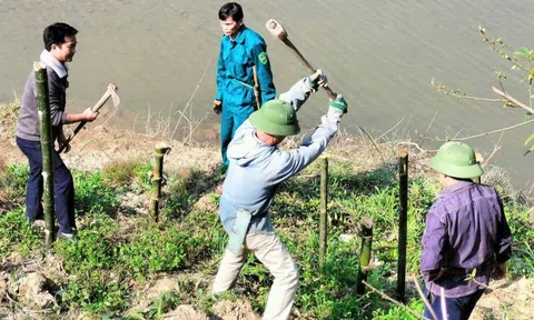 Con Cuông - Nghệ An: Người dân ra quân trồng tre dọc sông Lam chống sạt lở
