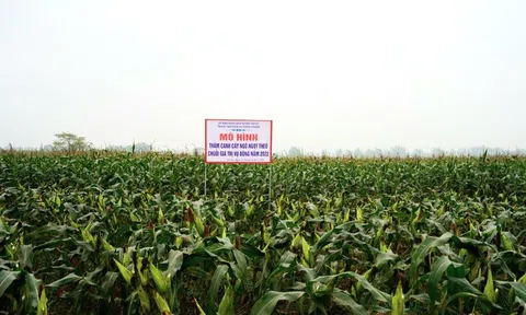 Tân Kỳ (Nghệ An): Thành công bước đầu từ các mô hình chuyển đổi cơ cấu cây trồng