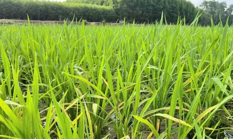 Nghĩa Đàn (Nghệ An): Chủ động phòng trừ bệnh đạo ôn gây hại trên lúa vụ xuân