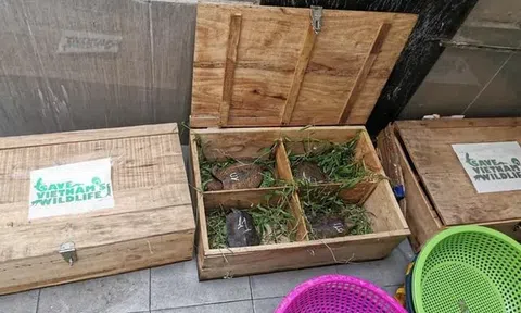 Nghệ An: Vườn Quốc gia Pù Mát tiếp nhận cứu hộ, chăm sóc 59 cá thể rùa có tên trong sách đỏ