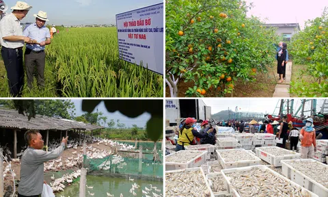 Nghệ An tạo "bệ phóng" cho nông nghiệp, nông thôn phát triển bền vững