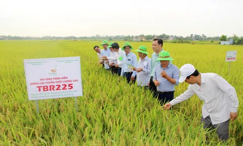 Phát triển, nhân rộng diện tích lúa chất lượng cao tại Nghệ An cần có sự đồng bộ
