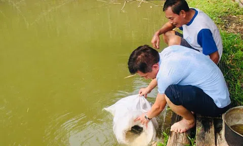 Nghệ An: Huyện Kỳ Sơn cung cấp cá Lăng giống cho nông dân xã Tà Cạ phát triển sản xuất