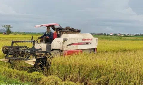 Diễn Châu (Nghệ An): Người dân được hỗ trợ hơn 6 tỷ đồng sản xuất lúa vụ Xuân 2023