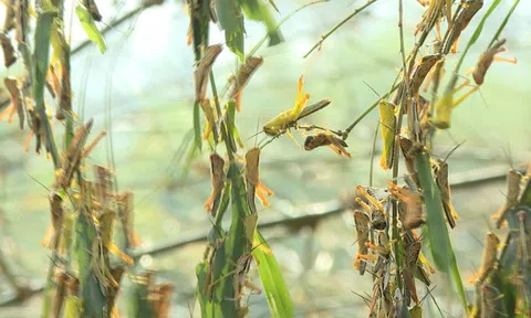Châu chấu phá hoại hàng chục ha cây trồng của người dân ở Tân Kỳ, Nghệ An