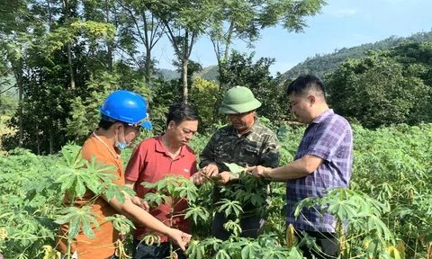 Anh Sơn (Nghệ An) xuất hiện nhện đỏ gây hại trên cây sắn nguyên liệu