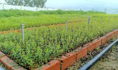 Nghệ An: Thành quả từ đẩy mạnh phát triển rừng nguyên liệu và ứng dụng công nghệ cao vào sản xuất lâm nghiệp