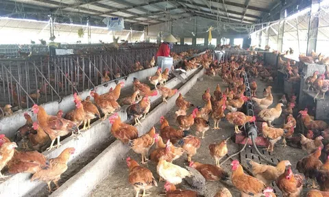 Làm thế nào để khắc phục tình trạng gà giảm đẻ trứng?