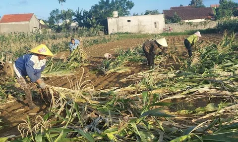 Cây trồng vụ đông thiệt hại nặng nề do mưa lũ