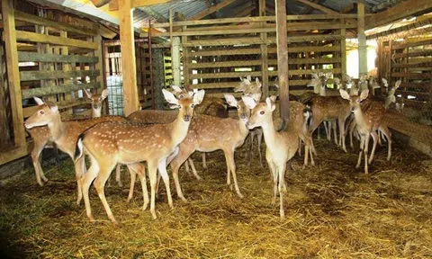 Mô hình nuôi hươu sao hiệu quả kinh tế cao trên quê hương Bác Hồ