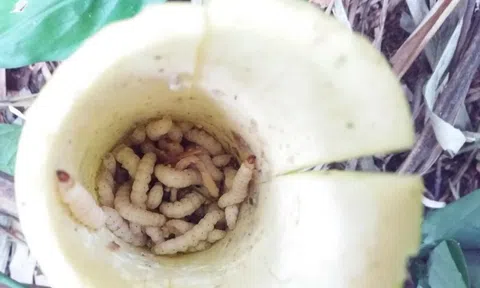 Món sâu "đặc sản" giúp cải thiện thu nhập cho người dân vùng cao