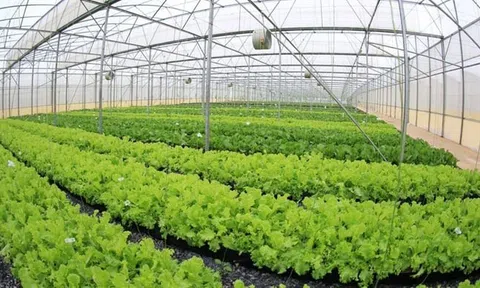 Nghệ An có hơn 30.000ha canh tác nông nghiệp ứng dụng công nghệ cao