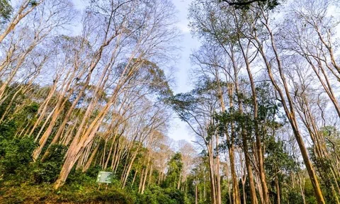 Nghệ An phấn đấu đến năm 2030 sẽ cung cấp đủ giống trồng rừng trên địa bàn tỉnh