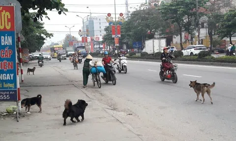 Nghệ An: Chủ tịch UBND cấp huyện sẽ bị phê bình nếu để dịch bệnh dại động vật và cúm gia cầm gây tử vong cho người