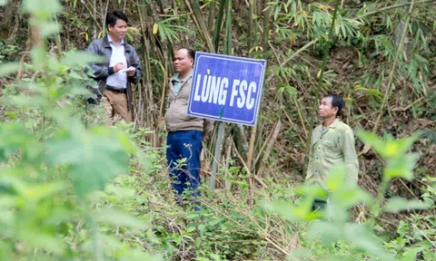 Nghệ An có gần 25.000 ha rừng được cấp Chứng chỉ quản lý rừng bền vững