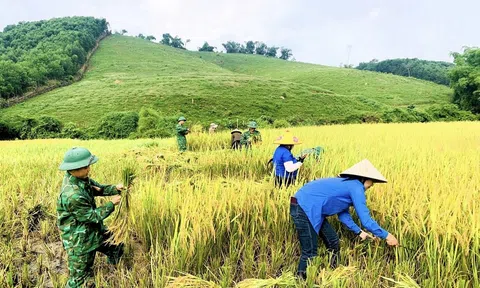 Bộ đội Biên phòng Nghệ An giúp đỡ bà con vùng biên giới thu hoạch lúa Xuân