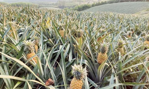 Nghệ An: Dứa được mùa, được giá, thương lái đặt cọc mua ngay tại vườn