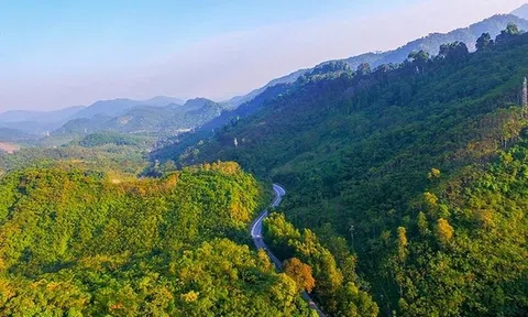 Từ năm 2019 đến 2023, Nghệ An khoanh nuôi, tái sinh được 380.000 ha rừng