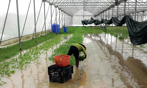 Nghệ An: Hàng nghìn héc-ta diện tích vụ mùa - hè thu thiệt hại do mưa lớn