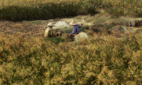 Nghệ An cảnh báo cháy rừng ở mức cực kỳ nguy hiểm