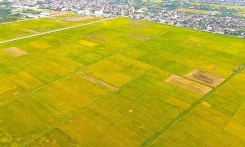 Doanh nghiệp Nhật Bản mong muốn hỗ trợ Nghệ An giảm phát thải khí mê tan và tạo tín chỉ carbon trong sản xuất lúa