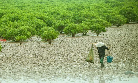 Nghệ An phê duyệt kế hoạch hoạt động năm 2024 dự án "Hiện đại hóa ngành Lâm nghiệp và tăng cường tính chống chịu vùng ven biển tỉnh Nghệ An”