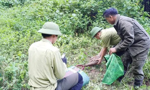 Vườn quốc gia Pù Mát thả 18 cá thể động vật quý hiếm về với môi trường tự nhiên