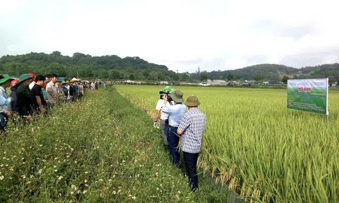 Nghệ An thúc đẩy ứng dụng quản lý sức khoẻ cây trồng tổng hợp