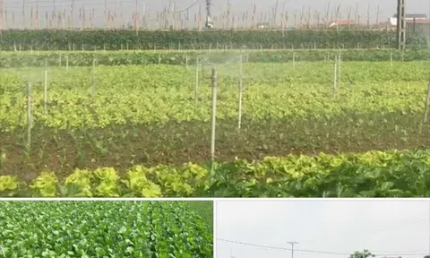 Nghệ An có gần 700 Hợp tác xã hoạt động trong lĩnh vực nông, lâm, ngư nghiệp