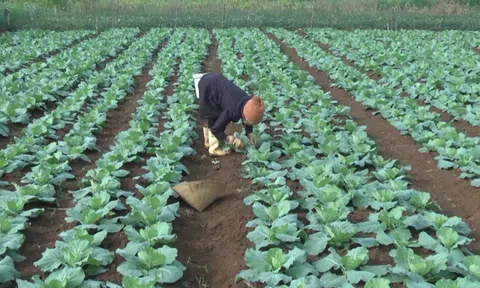 Nghệ An phấn đấu gieo trồng gần 34.700 ha cây trồng các loại trong vụ Đông 2024