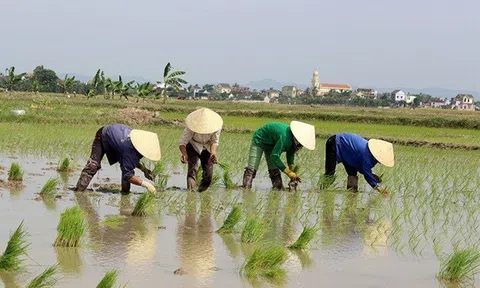 Nghệ An: Tạo tín chỉ carbon trong sản xuất lúa mang lại nhiều tín hiệu tích cực